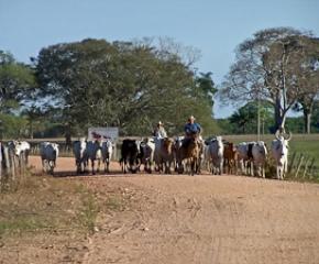 My Pantanal: The Movie